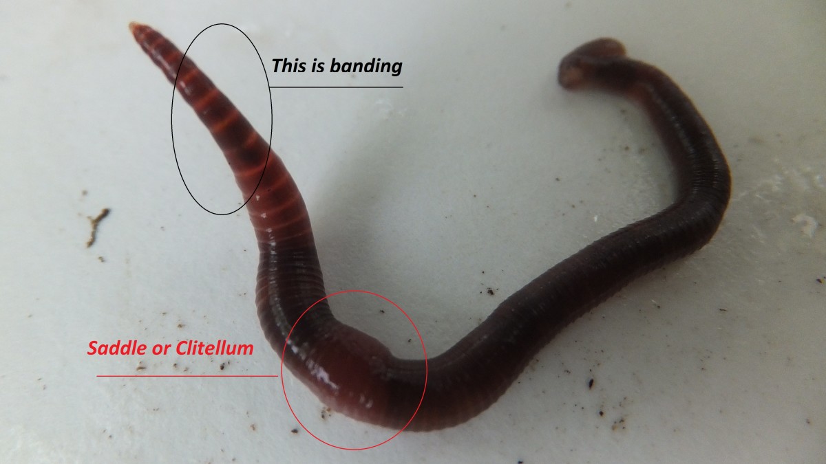 Red Wiggler Worms